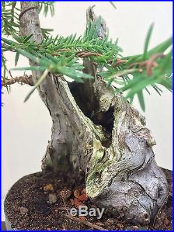Coastal Redwood Specimen Bonsai Tree HUGE 4 TRUNK! Compare to pine or maple