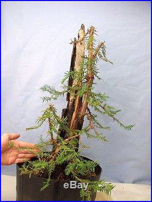 Coastal Redwood Specimen Bonsai Tree HUGE 8 BASE! Compare to pine or maple