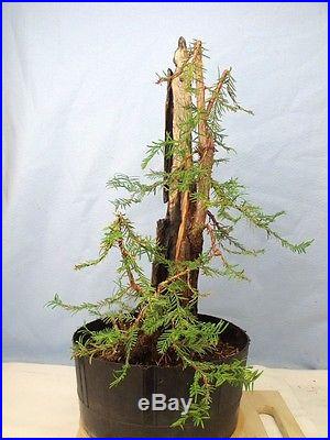 Coastal Redwood Specimen Bonsai Tree HUGE 8 BASE! Compare to pine or maple