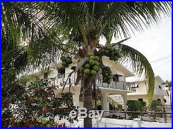 Coconut Palm Tree (Malayan Green Dwarf)