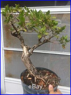 Collected BUTTONWOOD Bonsai Tree! Deadwood for Carving! #3