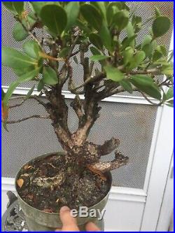 Collected BUTTONWOOD Bonsai Tree! Deadwood for Carving! #7