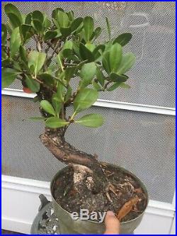 Collected BUTTONWOOD Bonsai Tree! Deadwood for Carving! #7