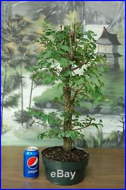Collected Cedar Elm Pre Bonsai. Natural Style! Cold Hardy Tree