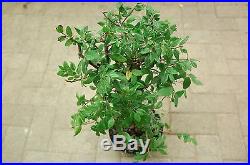 Collected Cedar Elm Pre Bonsai. Natural Style! Cold Hardy Tree