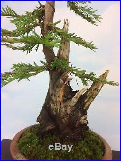 Collected Coastal Redwood Specimen Shohin Bonsai Tree Japanese Pot- Yamadori