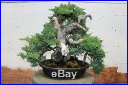 Collected Juniper Woodpecker Bonsai Tree