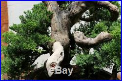 Collected Juniper Woodpecker Bonsai Tree