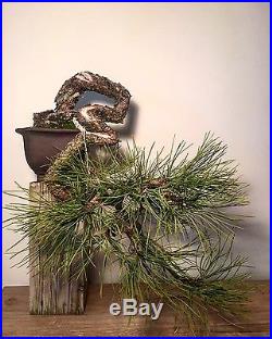 Collected Ponderosa Pine Bonsai tree