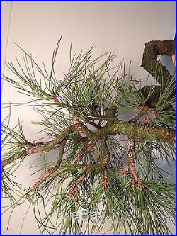 Collected Ponderosa Pine Bonsai tree