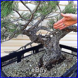 Collected Ponderosa Pine (Specimen Bonsai)