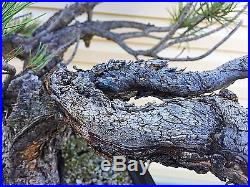 Collected Ponderosa Pine (Specimen Bonsai)