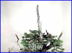 Colorado Blue Spruce Bonsai
