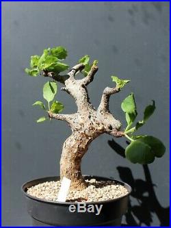 Commiphora guidotti / sessilifolia 180511 im 21er Topf Somalia NEW PICS