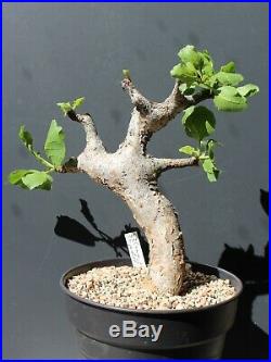 Commiphora guidotti / sessilifolia 180511 im 21er Topf Somalia NEW PICS