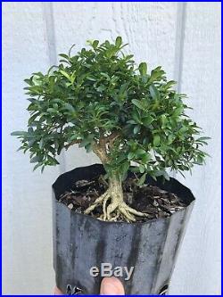 Compacta Boxwood Tree Pre Bonsai Stock