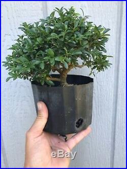 Compacta Boxwood Tree Pre Bonsai Stock