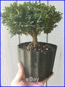 Compacta Boxwood Tree Pre Bonsai Stock #3