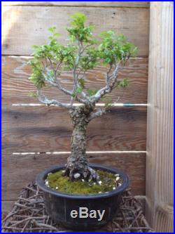 Cork Bark Elm Specimen Bonsai tag Chinese Over 40 Years Old