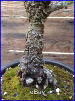 Cork Bark Elm Specimen Bonsai tag Chinese Over 40 Years Old