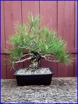 Cork Bark Japanese Black Pine bonsai specimen
