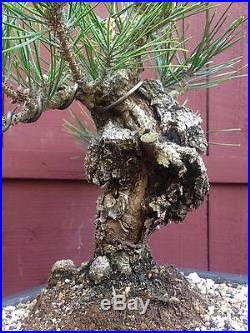 Cork Bark Japanese Black Pine bonsai specimen