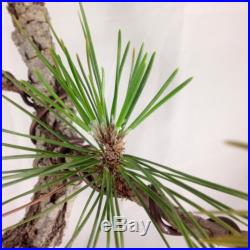 Cork Bark Pine Shohin Bonsai (tag Japanese Black Pine)