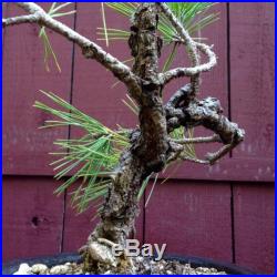 Cork Bark Pine Shohin Bonsai (tag Japanese Black Pine)