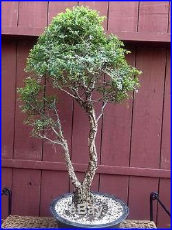Cork Elm Seiju bonsai specimen
