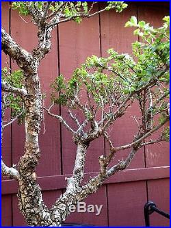 Cork Elm Seiju bonsai specimen