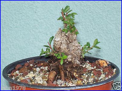 Cork elm bonsai stock(4cke623)Extreme taper, fast growing, nice cork, sumo style
