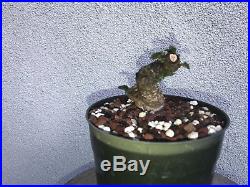Cork elm bonsai stock(8cke425st)Nice movement, corking, shohin size