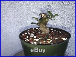 Cork elm bonsai stock(8cke425st)Nice movement, corking, shohin size
