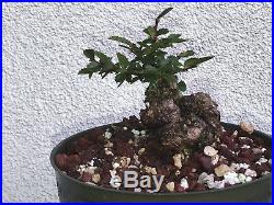 Cork elm bonsai stock(8cketwst818st)Nice twisting trunk, corking, shohin size tree