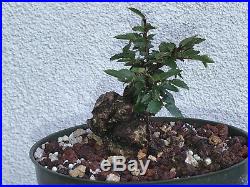 Cork elm bonsai stock(8cketwst818st)Nice twisting trunk, corking, shohin size tree