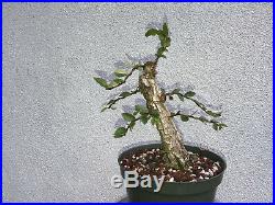 Cork elm bonsai stock(9cke521st)Nice size, corking