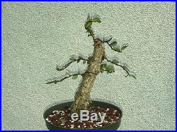 Cork elm bonsai stock(9cke521st)Nice size, corking