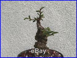 Cork elm bonsai stock(9cke526st)Nice twist, cork, shohin size