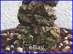 Cork elm bonsai stock(9cke526st)Nice twist, cork, shohin size
