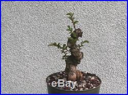 Cork elm bonsai stock(9crk52st)Nice twist, shohin size tree
