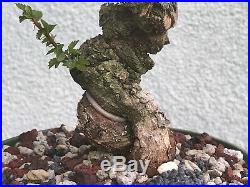 Cork elm bonsai stock(9crk52st)Nice twist, shohin size tree