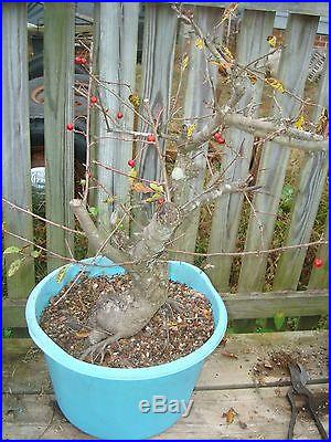 Crabapple Mary Potter cutting grown flowering and fruiting bonsai stock