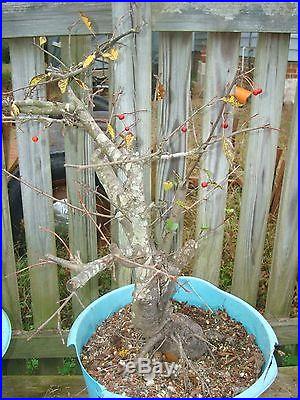Crabapple Mary Potter cutting grown flowering and fruiting bonsai stock