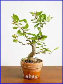 Crabapple Pre-Bonsai With Thick Trunk