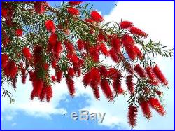 Crimson bottlebrush Callistemon citrinus 300 seeds Tree BONSAI
