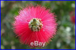 Crimson bottlebrush Callistemon citrinus 300 seeds Tree BONSAI
