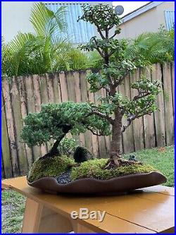 Custom Live Bonsai Tree Forest Pot Jade Juniper Carissa Moss Live Rocks Art