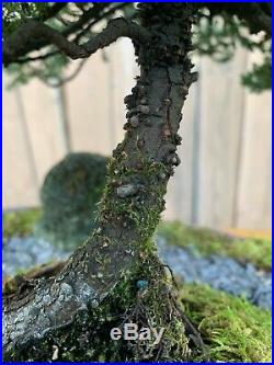 Custom Live Bonsai Tree Forest Pot Jade Juniper Carissa Moss Live Rocks Art