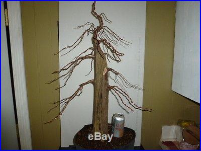 Cute little pre bonsai bald cypress