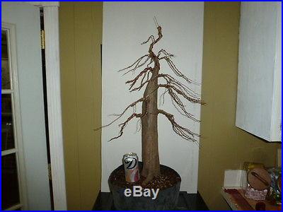 Cute little pre bonsai bald cypress